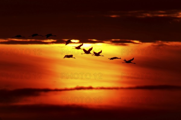 Flock of birds flying against a dramatic sunset backdrop, crane (Grus grus) wildlife, Western Pomerania Lagoon Area National Park, Zingst, Mecklenburg-Western Pomerania, Germany