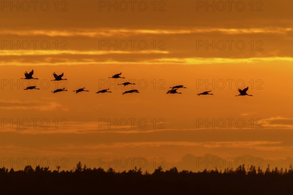 Cranes fly over the horizon in an orange sky, crane (Grus grus) wildlife, Western Pomerania Lagoon Area National Park, Zingst, Mecklenburg-Western Pomerania, Germany
