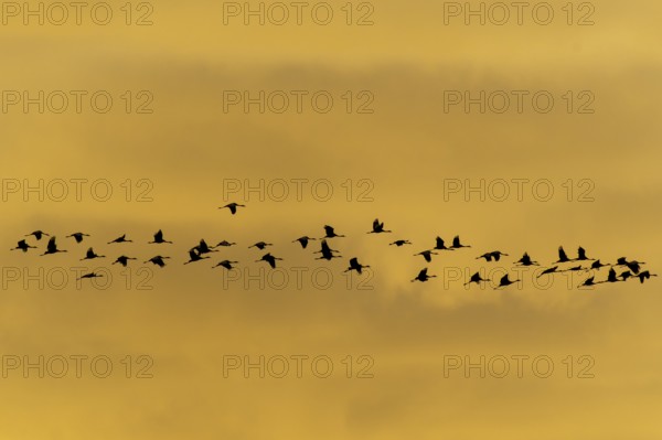 Flock of birds at sunset, calm atmosphere, crane (Grus grus) wildlife, Western Pomerania Lagoon Area National Park, Zingst, Mecklenburg-Western Pomerania, Germany