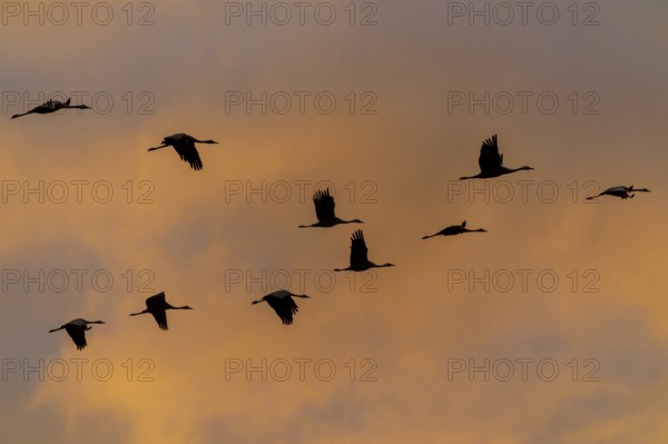 Birds flying at sunset, orange sky, crane (Grus grus) wildlife, Western Pomerania Lagoon Area National Park, Zingst, Mecklenburg-Western Pomerania, Germany