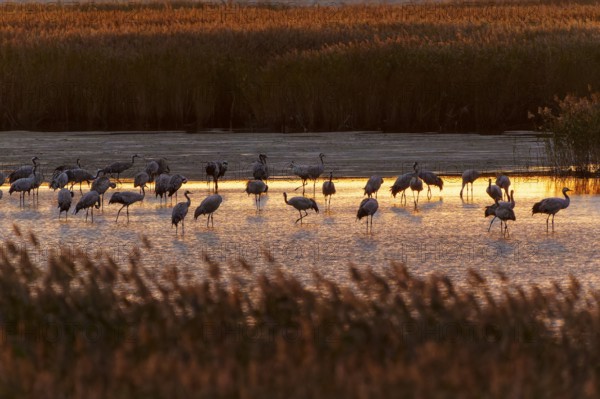 Cranes stand in water at dusk, surrounded by reeds, crane (Grus grus) wildlife, Western Pomerania Lagoon Area National Park, Zingst, Mecklenburg-Western Pomerania, Germany