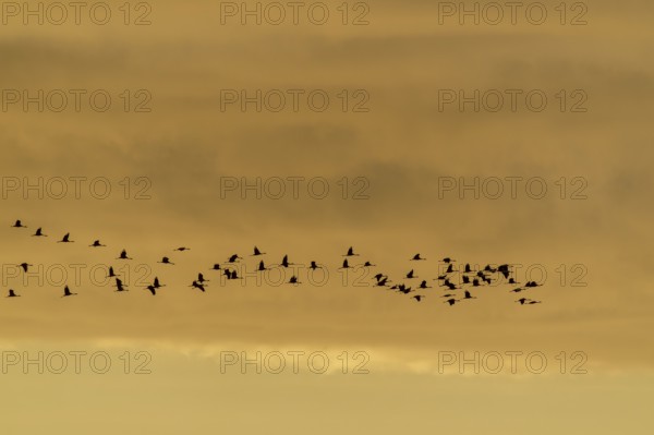 Flock of birds in the sky at dusk, crane (Grus grus) wildlife, Western Pomerania Lagoon Area National Park, Zingst, Mecklenburg-Western Pomerania, Germany