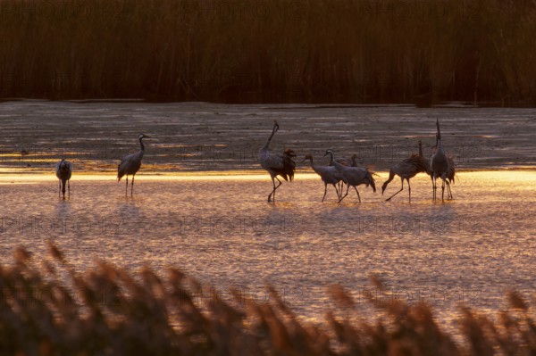 Cranes at dusk in water surrounded by reeds, crane (Grus grus) wildlife, Western Pomerania Lagoon Area National Park, Zingst, Mecklenburg-Western Pomerania, Germany