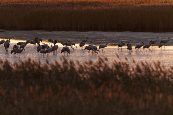 Cranes standing in water surrounded by reeds in the evening, crane (Grus grus) wildlife, Western Pomerania Lagoon Area National Park, Zingst, Mecklenburg-Western Pomerania, Germany