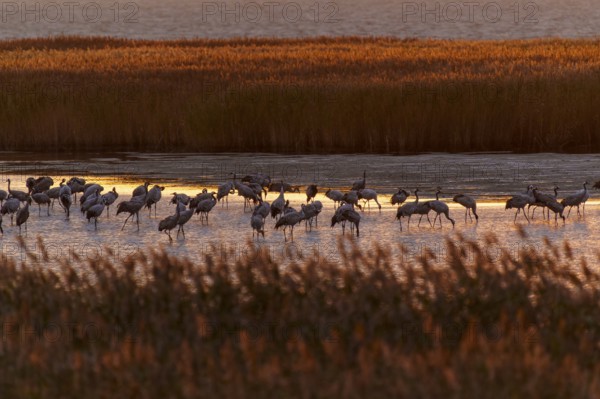 Cranes on water at dusk with reeds, crane (Grus grus) wildlife, Western Pomerania Lagoon Area National Park, Zingst, Mecklenburg-Western Pomerania, Germany