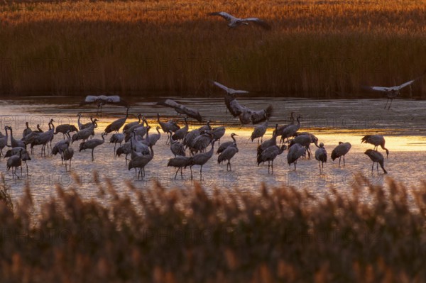 Group of cranes standing in water during sunset, crane (Grus grus) wildlife, Western Pomerania Lagoon Area National Park, Zingst, Mecklenburg-Western Pomerania, Germany