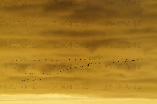 A group of birds flying in the evening sky in orange light, Crane (Grus grus) wildlife, Western Pomerania Lagoon Area National Park, Zingst, Mecklenburg-Western Pomerania, Germany