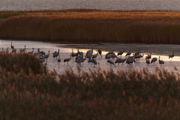Large group of cranes on the water at sunset, crane (Grus grus) wildlife, Western Pomerania Lagoon Area National Park, Zingst, Mecklenburg-Western Pomerania, Germany