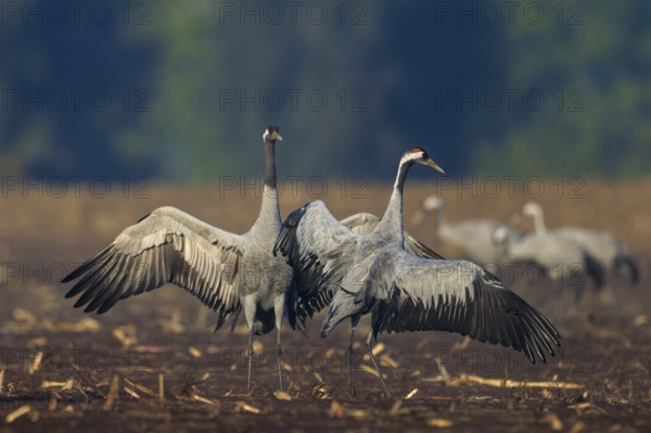 A pair of cranes in a field with raised wings, crane (Grus grus) wildlife, Western Pomerania Lagoon Area National Park, Zingst, Mecklenburg-Western Pomerania, Germany