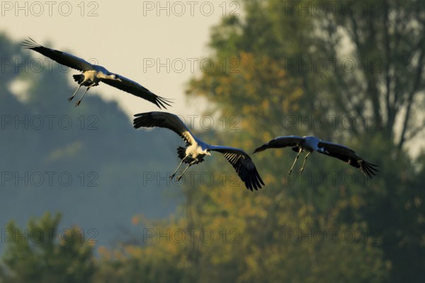 Cranes fly in front of trees in soft morning light, Crane (Grus grus) wildlife, Western Pomerania Lagoon Area National Park, Zingst, Mecklenburg-Western Pomerania, Germany
