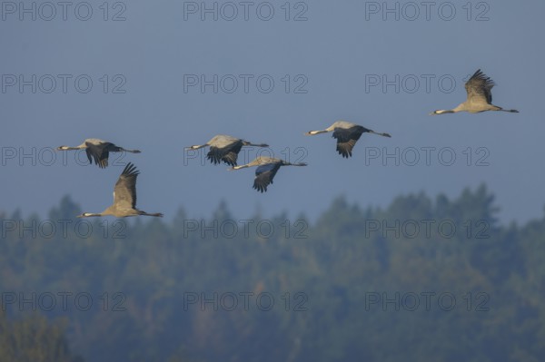 Cranes flying in a blue sky over a forest, crane (Grus grus) wildlife, Western Pomerania Lagoon Area National Park, Zingst, Mecklenburg-Western Pomerania, Germany
