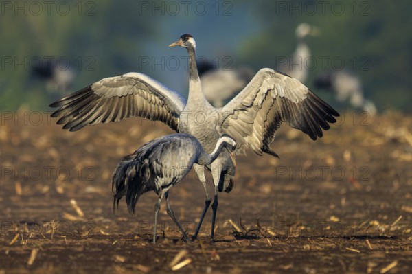 Cranes land in a field with open wings, crane (Grus grus) wildlife, Western Pomerania Lagoon Area National Park, Zingst, Mecklenburg-Western Pomerania, Germany
