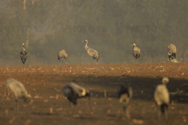 Group of cranes standing in a foggy field in the distance, crane (Grus grus) wildlife, Western Pomerania Lagoon Area National Park, Zingst, Mecklenburg-Western Pomerania, Germany