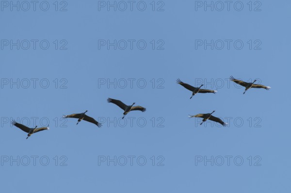 Six cranes flying in formation in bright blue sky, Crane (Grus grus) wildlife, Western Pomerania Lagoon Area National Park, Zingst, Mecklenburg-Western Pomerania, Germany