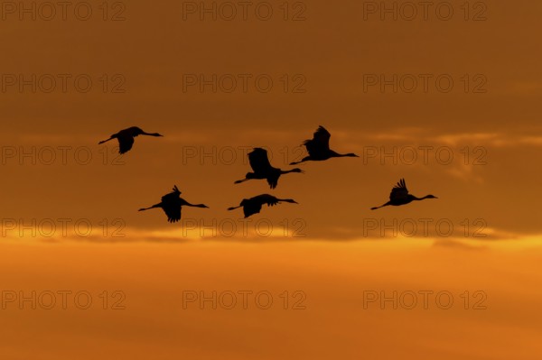 Flying cranes in silhouette against a warm orange evening sky, crane (Grus grus) wildlife, Western Pomerania Lagoon Area National Park, Zingst, Mecklenburg-Western Pomerania, Germany