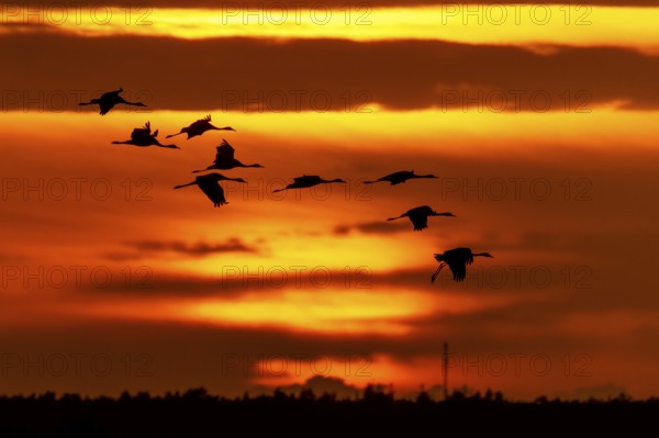 Cranes fly in front of a bright orange sunset sky, crane (Grus grus) wildlife, Western Pomerania Lagoon Area National Park, Zingst, Mecklenburg-Western Pomerania, Germany