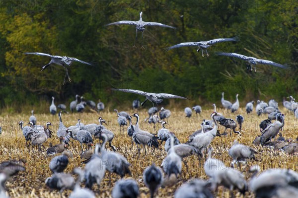 Large cluster of cranes in a field with trees in the background, crane (Grus grus) wildlife, Western Pomerania Lagoon Area National Park, Zingst, Mecklenburg-Western Pomerania, Germany