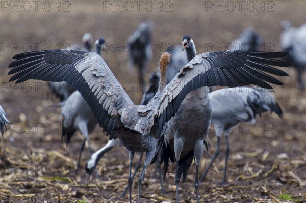 Cranes present their wings grouped in a field, crane (Grus grus) wildlife, Western Pomerania Lagoon Area National Park, Zingst, Mecklenburg-Western Pomerania, Germany