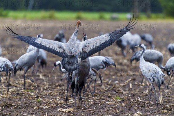 Cranes spread wings in an autumnal field, crane (Grus grus) wildlife, Western Pomerania Lagoon Area National Park, Zingst, Mecklenburg-Western Pomerania, Germany