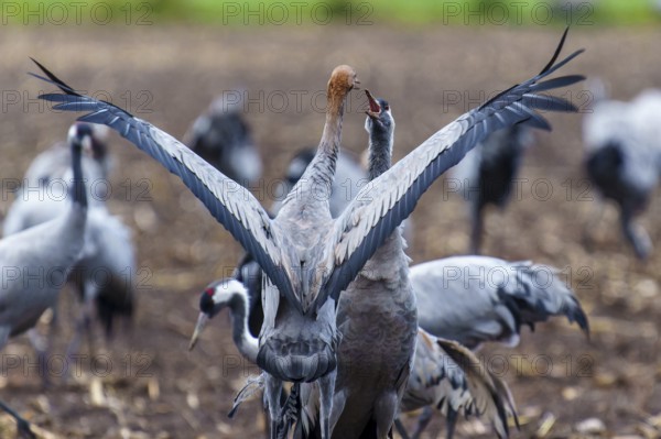 Two cranes with spread wings interacting, crane (Grus grus) wildlife, Western Pomerania Lagoon Area National Park, Zingst, Mecklenburg-Western Pomerania, Germany