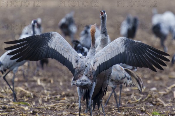 Two cranes with raised wings call together, crane (Grus grus) wildlife, Western Pomerania Lagoon Area National Park, Zingst, Mecklenburg-Western Pomerania, Germany