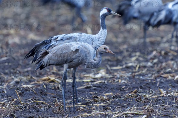 Crane parents with chicks in an autumn environment, crane (Grus grus) wildlife, Western Pomerania Lagoon Area National Park, Zingst, Mecklenburg-Western Pomerania, Germany