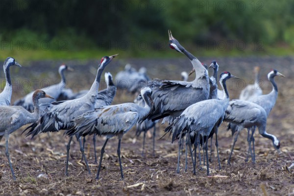 Cranes gather in a field in autumn, crane (Grus grus) wildlife, Western Pomerania Lagoon Area National Park, Zingst, Mecklenburg-Western Pomerania, Germany