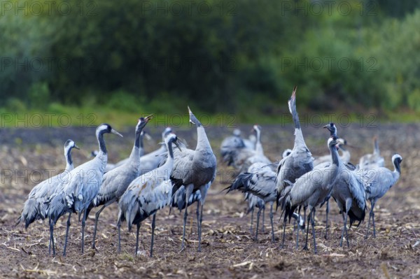 Group of cranes in an autumn landscape, crane (Grus grus) wildlife, Western Pomerania Lagoon Area National Park, Zingst, Mecklenburg-Western Pomerania, Germany