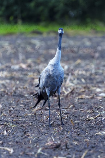 A single crane stands in an autumnal field, crane (Grus grus) wildlife, Western Pomerania Lagoon Area National Park, Zingst, Mecklenburg-Western Pomerania, Germany