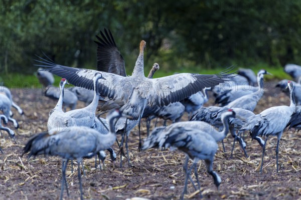 Cranes with spread wings in a field in autumn, crane (Grus grus) wildlife, Western Pomerania Lagoon Area National Park, Zingst, Mecklenburg-Western Pomerania, Germany