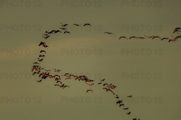 Birds move in changing formations in the calm evening sky, Crane (Grus grus) wildlife, Western Pomerania Lagoon Area National Park, Zingst, Mecklenburg-Western Pomerania, Germany