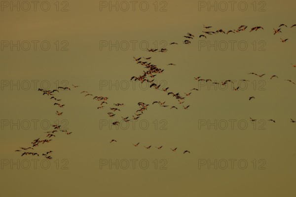 Large flock of birds roaming the sky in harmonious formation, Crane (Grus grus) wildlife, Western Pomerania Lagoon Area National Park, Zingst, Mecklenburg-Western Pomerania, Germany