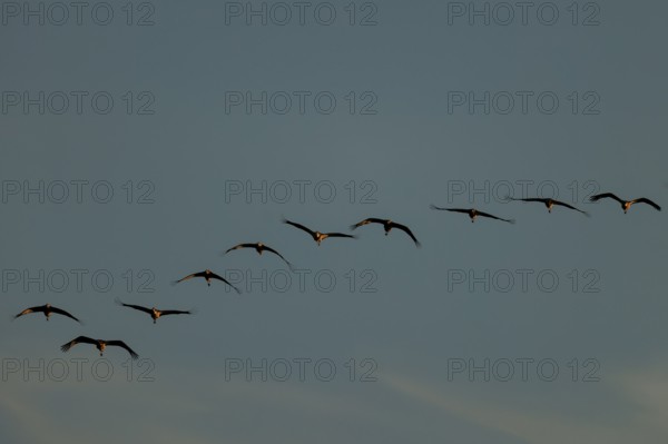 A series of birds flying in an orderly line through twilight, crane (Grus grus) wildlife, Western Pomerania Lagoon Area National Park, Zingst, Mecklenburg-Western Pomerania, Germany