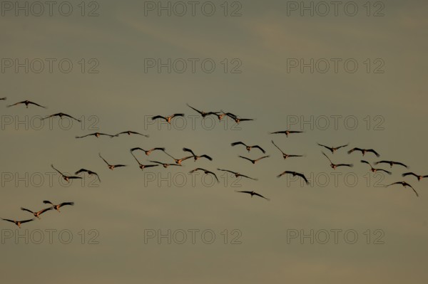 A group of birds flying in formation against a gentle evening sky, Crane (Grus grus) wildlife, Western Pomerania Lagoon Area National Park, Zingst, Mecklenburg-Western Pomerania, Germany