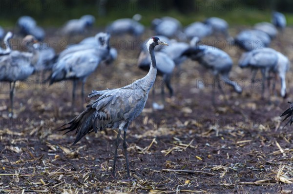 A crane in the middle of a group in an autumnal field, crane (Grus grus) wildlife, Western Pomerania Lagoon Area National Park, Zingst, Mecklenburg-Western Pomerania, Germany
