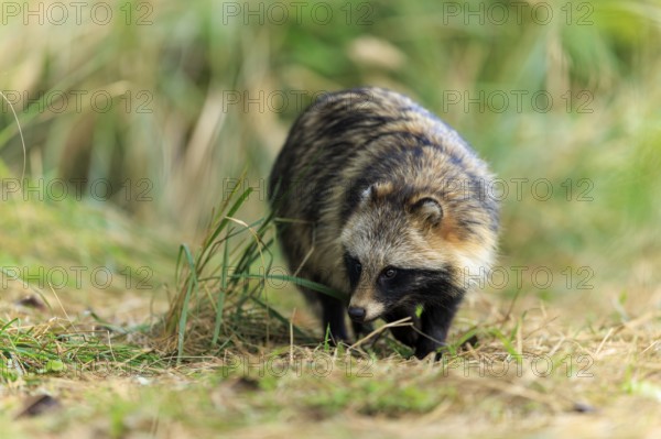 Raccoon dog sniffing the ground surrounded by natural vegetation, raccoon dog, (Nyctereutes procyonoides), wildlife, Western Pomerania Lagoon Area National Park, Zingst, Mecklenburg-Western Pomerania, Germany