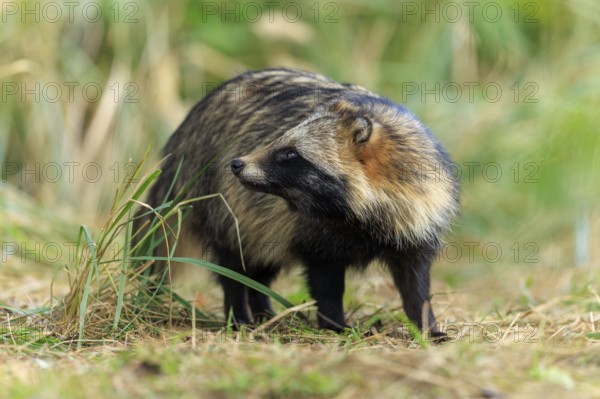 Raccoon dog standing carefully in grass, surrounded by natural environment, raccoon dog, (Nyctereutes procyonoides), wildlife, Western Pomerania Lagoon Area National Park, Zingst, Mecklenburg-Western Pomerania, Germany