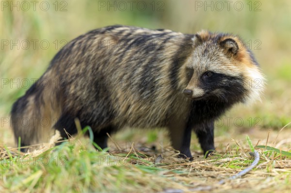 Raccoon dog standing alert in grass, surrounded by forest, raccoon dog, (Nyctereutes procyonoides), wildlife, Western Pomerania Lagoon Area National Park, Zingst, Mecklenburg-Western Pomerania, Germany