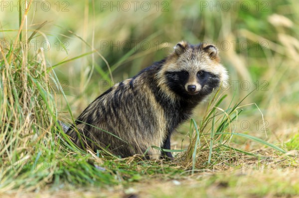 Raccoon dog looking carefully at the camera, environment of grass and forest, raccoon dog, (Nyctereutes procyonoides), wildlife, Western Pomerania Lagoon Area National Park, Zingst, Mecklenburg-Western Pomerania, Germany