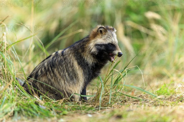 Raccoon dog sitting in grass surrounded by natural forest environment, raccoon dog, (Nyctereutes procyonoides), wildlife, Western Pomerania Lagoon Area National Park, Zingst, Mecklenburg-Western Pomerania, Germany