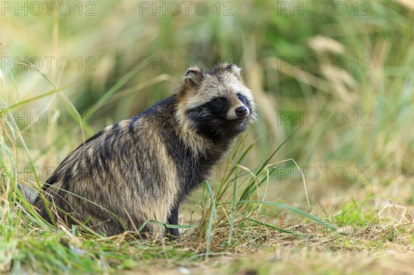 A raccoon dog looks out to the side surrounded by grass in nature, raccoon dog, (Nyctereutes procyonoides), wildlife, Western Pomerania Lagoon Area National Park, Zingst, Mecklenburg-Western Pomerania, Germany