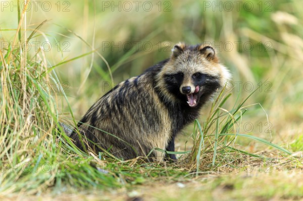 A raccoon dog sits sideways in the grass and opens its snout slightly, raccoon dog, (Nyctereutes procyonoides), wildlife, Western Pomerania Lagoon Area National Park, Zingst, Mecklenburg-Western Pomerania, Germany