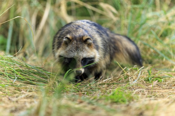 A raccoon dog sniffs the ground surrounded by tall grass in nature, raccoon dog, (Nyctereutes procyonoides), wildlife, Western Pomerania Lagoon Area National Park, Zingst, Mecklenburg-Western Pomerania, Germany