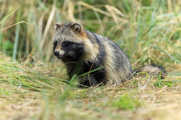A raccoon dog sits attentively on the ground, surrounded by grass, raccoon dog, (Nyctereutes procyonoides), wildlife, Western Pomerania Lagoon Area National Park, Zingst, Mecklenburg-Western Pomerania, Germany