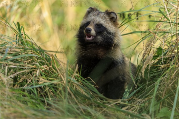 A raccoon dog sits in a meadow, surrounded by tall grass, and looks to the side, raccoon dog, (Nyctereutes procyonoides), wildlife, Western Pomerania Lagoon Area National Park, Zingst, Mecklenburg-Western Pomerania, Germany