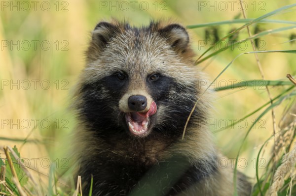 A raccoon dog shows its tongue and sits attentively in the grass, raccoon dog, (Nyctereutes procyonoides), wildlife, Western Pomerania Lagoon Area National Park, Zingst, Mecklenburg-Western Pomerania, Germany