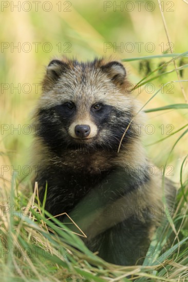 A raccoon dog sits upright in the grass and looks directly at the camera, raccoon dog, (Nyctereutes procyonoides), wildlife, Western Pomerania Lagoon Area National Park, Zingst, Mecklenburg-Western Pomerania, Germany