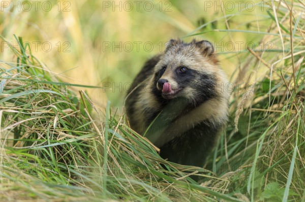 A raccoon dog licks its snout and is surrounded by grass, raccoon dog, (Nyctereutes procyonoides), wildlife, Western Pomerania Lagoon Area National Park, Zingst, Mecklenburg-Western Pomerania, Germany