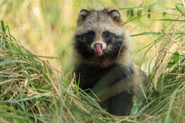 A raccoon dog sticks out its tongue and sits in tall grass, raccoon dog, (Nyctereutes procyonoides), wildlife, Western Pomerania Lagoon Area National Park, Zingst, Mecklenburg-Western Pomerania, Germany
