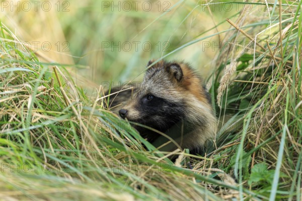 A raccoon dog looks curiously out of a grass hideaway in nature, raccoon dog, (Nyctereutes procyonoides), wildlife, Western Pomerania Lagoon Area National Park, Zingst, Mecklenburg-Western Pomerania, Germany